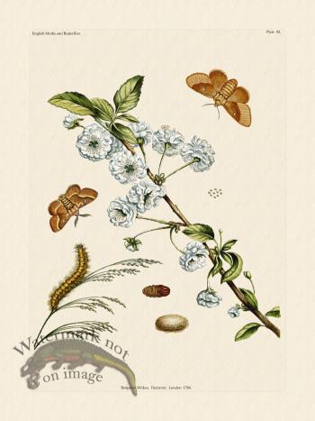 Wilkes Butterflies 092